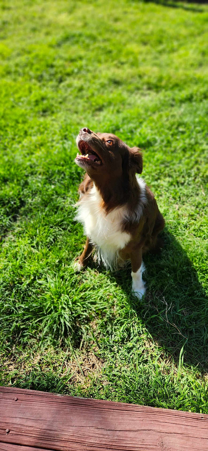 Duke
