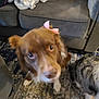 Duke joined the competition — help win amazing prizes! dog, bow, indoor, carpet, couch, blanket, furniture, brown_dog, white_paw, curious, pet, animal, cute, two_dogs, fluffy, companion, domestic, living_room, soft_texture, blurred