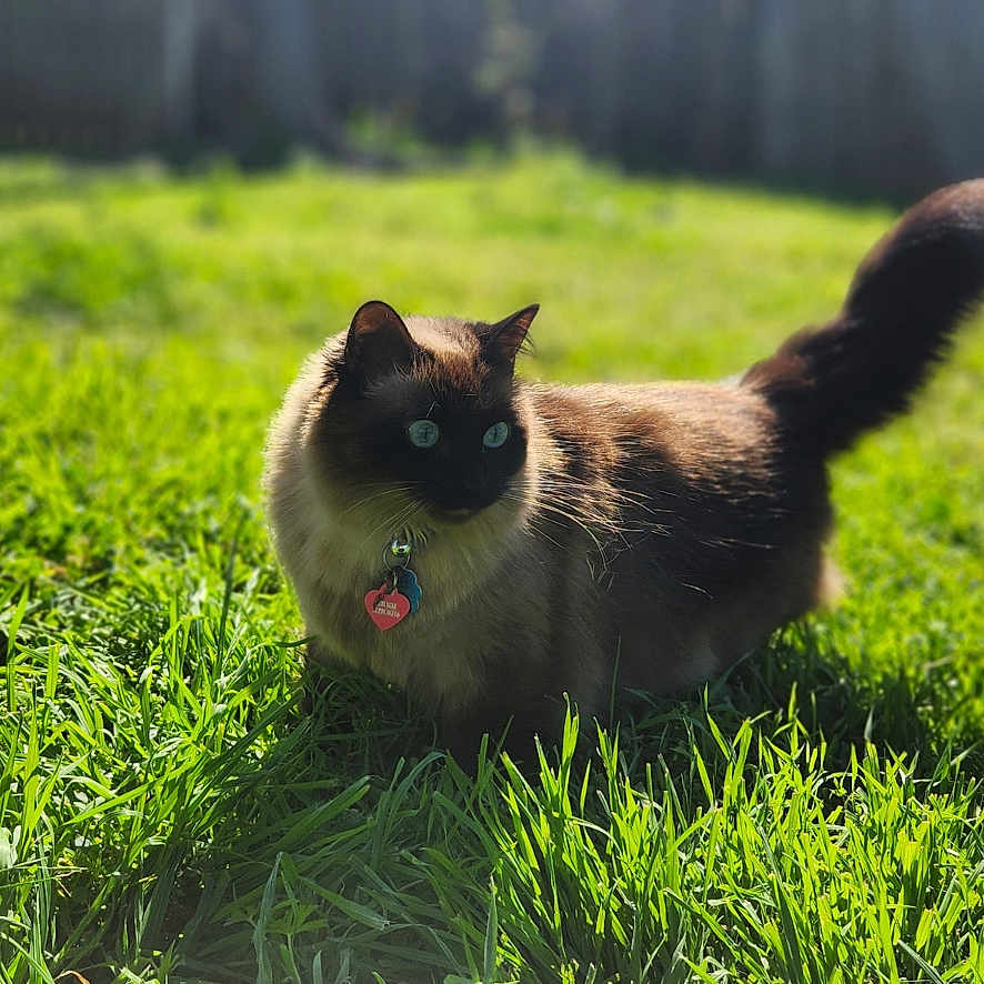 Storm joined the competition — help win amazing prizes! alert, animal, backyard, cat, collar, daytime, feline, fur, grass, greenery, mammal, nature, outdoor, pet, siamese_cat, sunlight, tag, tail, walking, whiskers