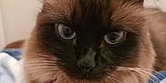 Storm joined the competition — help win amazing prizes! cat, siamese_cat, blue_eyes, fluffy, pet, animal, indoor, close_up, whiskers, fur, face, ears, blanket, cozy, resting, cute, domestic_animal, feline, soft, portrait