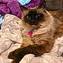 Storm is registered to the contest to win money with this photo: cat, fluffy, blue_eyes, blanket, cozy, relaxing, indoor, pet, feline, soft, fur, collar, pink_tag, resting, comfort, cute, domestic_animal, animal, warm, closeup