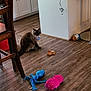 Storm joined the competition — help win amazing prizes! cat, siamese_cat, toy, blue_toy, pink_toy, teddy_bear, wooden_floor, kitchen, chair, cabinet, indoor, pet, animal, furniture, flooring, collar, blue_eyes, playful, domestic, cozy