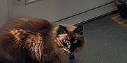 Storm is registered to the contest to win money with this photo: animal, bells, blue_eyes, cat, closeup, collar, curious, door, floor, fur, home, indoor, mat, natural_light, pet, shadows, siamese, sitting, tag, texture