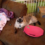 Storm is registered to the contest to win money with this photo: cat, siamese_cat, couch, blanket, indoor, pet, furniture, brown, relaxing, animal, home, cozy, tabby, fur, collar, box, storage, resting, domestic, living_room