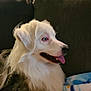 Trooper joined the competition — help win amazing prizes! dog, white_fur, blue_eyes, tongue_out, couch, blanket, pet, indoors, side_profile, fluffy, happy, canine, domestic_animal, fur, relaxed, companion, animal, face, snout, ears