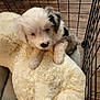 Trooper joined the competition — help win amazing prizes! puppy, dog, crate, plush_toy, soft, fluffy, wood_floor, pet, indoor, cute, animal, young, furry, captive, white, black_spots, resting, paw, toy, cozy