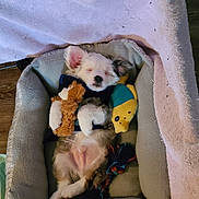 Trooper joined the competition — help win amazing prizes! puppy, dog_bed, sleeping, toy, teddy_bear, fish_toy, rope_toy, cozy, blanket, fur, cute, pet, indoor, paw, small_dog, relaxed, snuggle, animal, resting, adorable