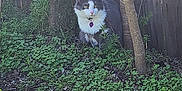 Paisley is registered to the contest to win money with this photo: alert, animal, bare_branches, cat, curious, domestic_cat, grass, gray_cat, greenery, mammal, nature, outdoor, pet, plants, purple_tag, small_plants, sunlight, tree, white_cat, wooden_fence