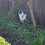 Paisley is registered to the contest to win money with this photo: cat, gray_cat, white_cat, outdoor, grass, plants, tree, wooden_fence, sunlight, nature, pet, curious, alert, purple_tag, greenery, small_plants, bare_branches, animal, mammal, domestic_cat