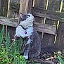 cat, gray_cat, white_cat, outdoor, garden, plants, greenery, tree_trunk, wooden_fence, collar, tag, pet, animal, fur, sitting, curious, nature, daylight, leaf, ground