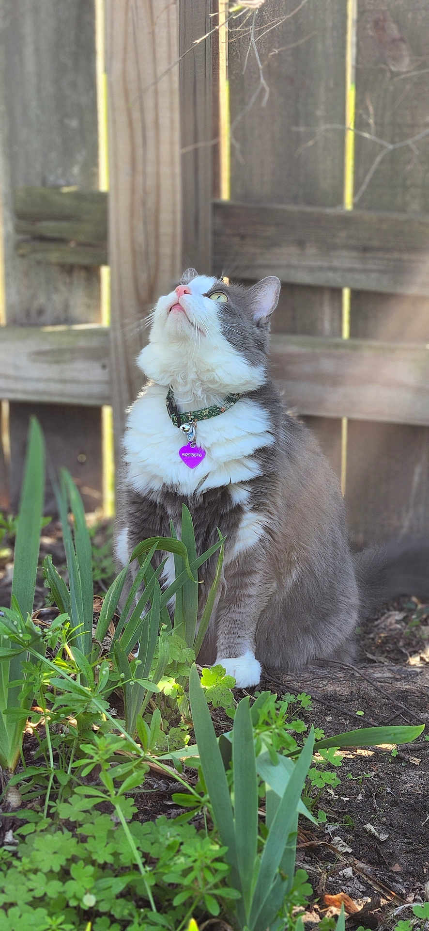 Paisley is registered to the contest to win money with this photo: cat, gray_and_white_cat, collar, outdoor, garden, plants, greenery, wooden_fence, sunlight, nature, pet, domestic_animal, curious, sitting, fur, whiskers, pink_nose, daylight, animal, cute