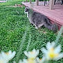 Paisley joined the competition — help win amazing prizes! cat, gray_cat, white_cat, grass, yard, porch, wooden_porch, outdoor, nature, flower, green_grass, pet, animal, feline, side_view, curious, fluffy, domestic_cat, backyard, daytime