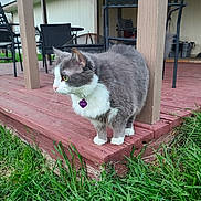 Paisley joined the competition — help win amazing prizes! cat, gray_cat, white_cat, pet, animal, outdoor, grass, wooden_deck, patio, furniture, house, purple_tag, alert, side_view, whiskers, ears, tail, nature, daylight, domestic_animal