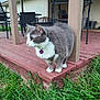 cat, gray_cat, white_cat, pet, animal, outdoor, grass, wooden_deck, patio, furniture, house, purple_tag, alert, side_view, whiskers, ears, tail, nature, daylight, domestic_animal