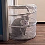 cat, gray_cat, white_cat, pet, mesh_hamper, laundry_basket, indoor, wooden_floor, door, curious, sitting, feline, household, container, transparent, collapsible, domestic_animal, quiet, home, confined