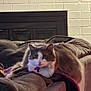 cat, gray_and_white, feline, indoor, couch, blanket, fireplace, relaxing, sunlight, cozy, pet, fur, domestic_animal, resting, home, living_room, comfortable, animal, cute, whiskers
