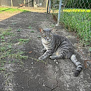 Stripes joined the competition — help win amazing prizes! animal, cat, chain_link_fence, chicken, chicken_coop, daylight, dry_soil, farm, fence, fur, grass, gray_cat, nature, outdoor, pet, resting, sunlight, tabby_cat, wildlife, yard