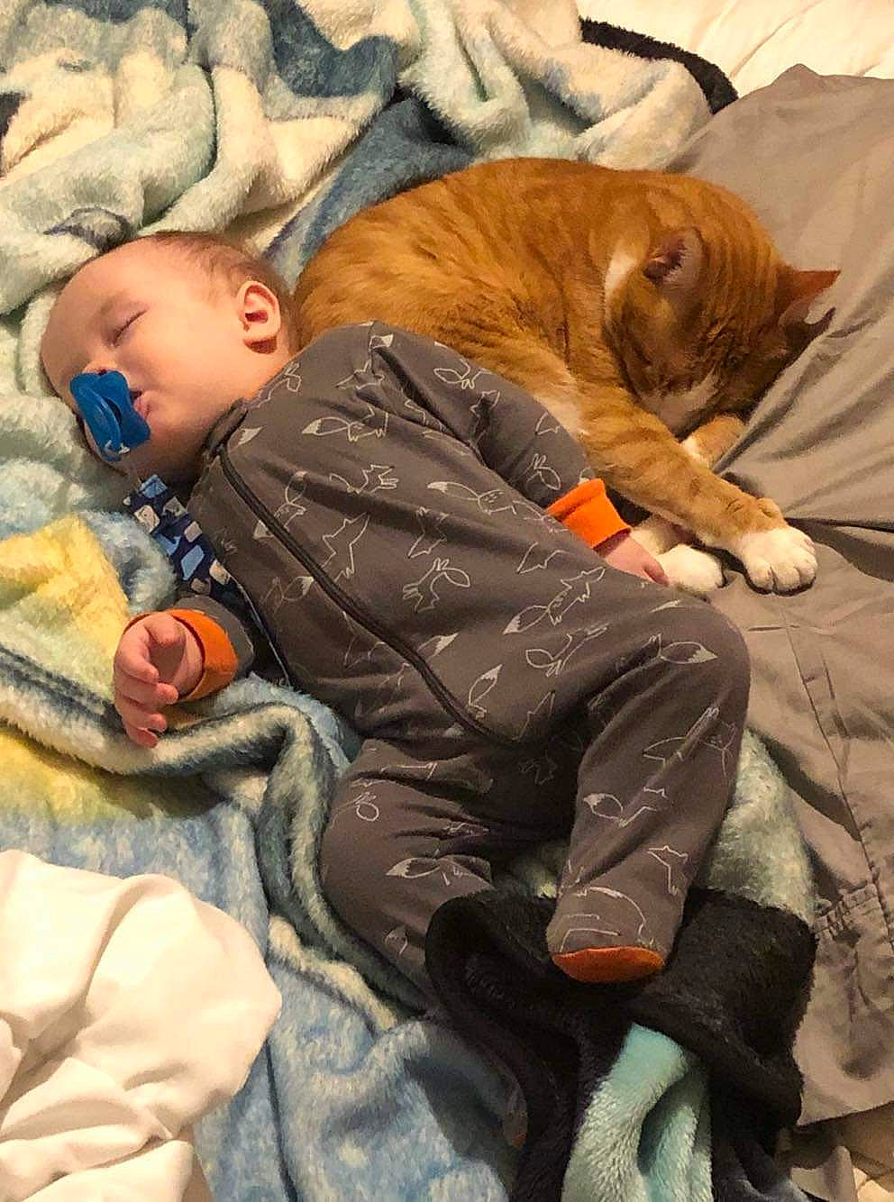 Kyson joined the competition — help win amazing prizes! carnivore, cat, fawn, felidae, nap, person, sleep, small_to_medium_sized_cats