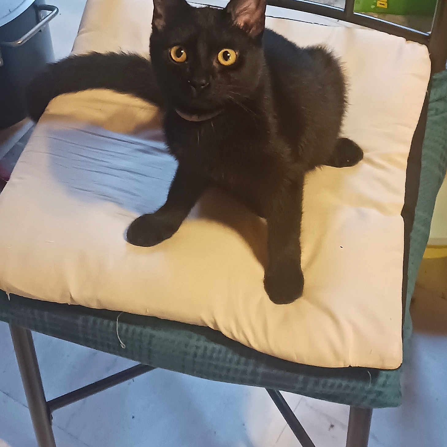 Nosy Girl is registered to the contest to win money with this photo: black_cat, cat, yellow_eyes, chair, cushion, pet, indoor, feline, animal, fur, whiskers, ears, paws, looking, resting, domestic_animal, cute, curious, home, seat