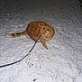 cat, orange_tabby, snow, leash, night, outdoor, animal, pet, fur, grass, winter, curious, alert, cold, ground, nature, mammal, walking, exploring, domestic_animal