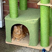 Fergus joined the competition — help win amazing prizes! cat, ginger_cat, cat_tree, carpeted, green, indoor, pet, animal, feline, resting, toy, scratching_post, concrete_floor, brick_wall, cozy, cage, paw, ears, whiskers, cute