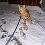 cat, orange_tabby, snow, leash, footprints, night, fence, outdoor, pet, animal, curious, winter, cold, exploring, whiskers, paws, feline, fur, glowing_eyes, side_view