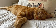 Fergus joined the competition — help win amazing prizes! cat, orange_tabby, sleeping, bed, white_bedspread, pillow, highland_cow_illustration, indoor, cozy, relaxed, pet, feline, closeup, fur, resting, domestic_cat, cute, home, soft_lighting, decor
