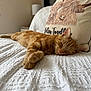 cat, orange_tabby, sleeping, bed, white_bedspread, pillow, highland_cow_illustration, indoor, cozy, relaxed, pet, feline, closeup, fur, resting, domestic_cat, cute, home, soft_lighting, decor