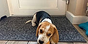 Tucker is registered to the contest to win money with this photo: animal, beagle, black, brown, chewing, curious, cute, dog, door, ears, floor, indoor, mat, pet, playful, puppy, toy, white, wooden_floor, young