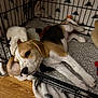 animal, beagle, blanket, cage, cozy, crate, cute, dog, ears, floor, furniture, indoor, lying_down, pet, puppy, resting, sleepy, toy, white, wooden_floor