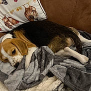 Tucker is registered to the contest to win money with this photo: animal, beagle, black, blanket, brown, comfort, couch, cozy, dog, fur, indoor, pattern, pet, pillow, puppy, resting, sleepy, soft, tan, white