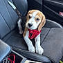 Tucker joined the competition — help win amazing prizes! beagle, puppy, dog, car, car_interior, leather_seat, red_harness, pet, young_dog, sitting, looking_up, center_console, seatbelt, black_leather, vehicle, keys, leash, dashboard, cute, domestic_animal