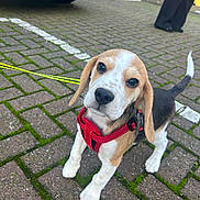 Tucker joined the competition — help win amazing prizes! puppy, beagle, dog, leash, red_harness, curious, outdoor, brick_pavement, moss, car, license_plate, tail, ears, cute, pet, animal, walking, human, pants, footwear