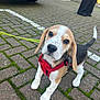 puppy, beagle, dog, leash, red_harness, curious, outdoor, brick_pavement, moss, car, license_plate, tail, ears, cute, pet, animal, walking, human, pants, footwear