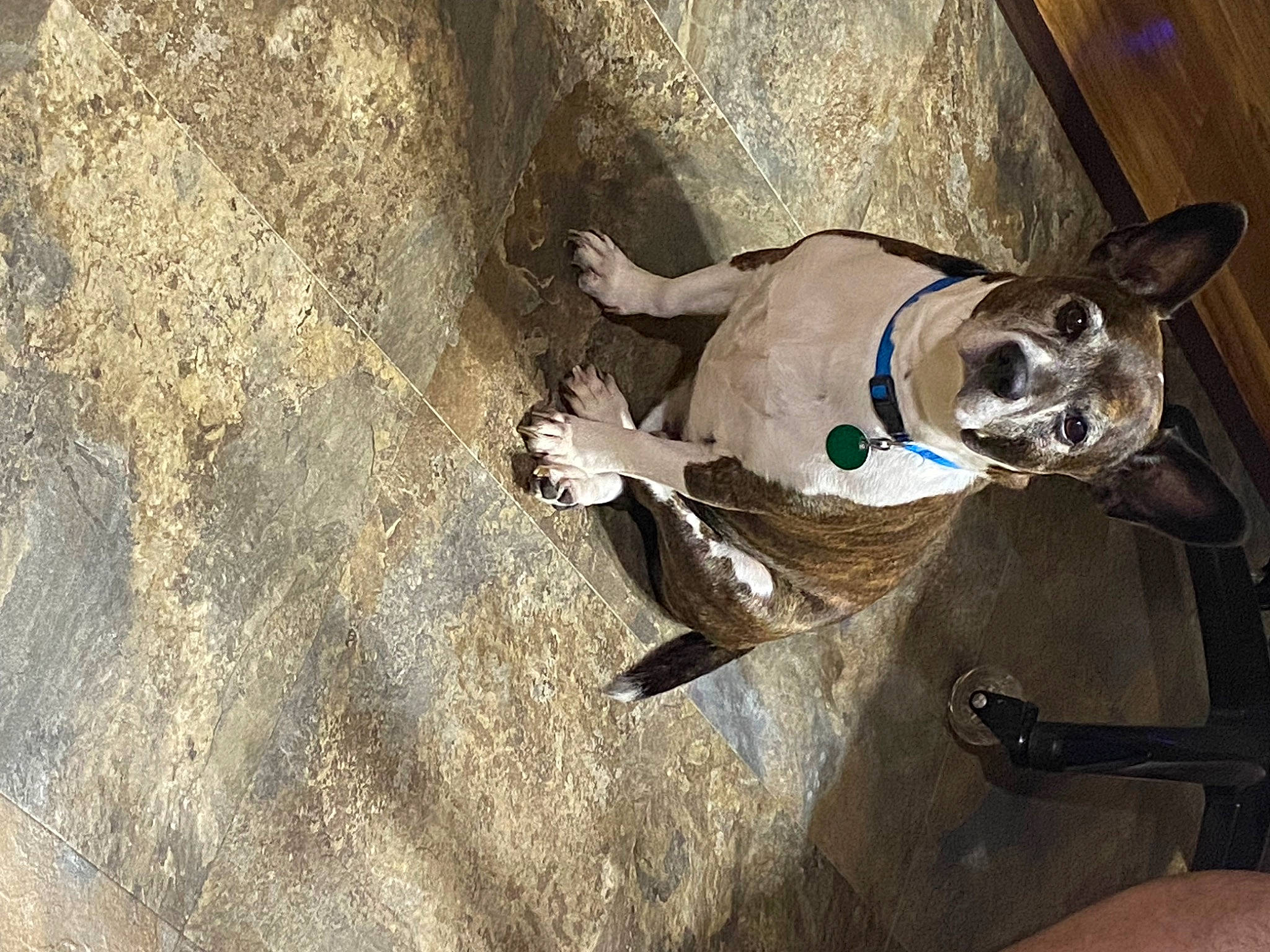 Isaac is registered to the contest to win money with this photo: adventure, canidae, carnivore, collar, companion_dog, dog, dog_breed, dog_collar, dog_supply, fashion_accessory, fawn, leash, non_sporting_group, pet_supply, snout, soil, sporting_group, working_animal