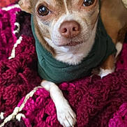 Ren joined the competition — help win amazing prizes! dog, small_dog, chihuahua, pet, animal, knitted_blanket, green_sweater, cozy, indoor, closeup, portrait, cute, brown_and_white, resting, furry, companion, looking_at_camera, soft_texture, warm, comfortable
