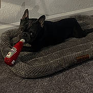 Sharky is registered to the contest to win money with this photo: animal, black_dog, carpet, cozy, curious, cute, dog, floor, french_bulldog, indoor, ketchup_bottle, lying_down, pet, pet_bed, plush, resting, small_dog, texture, toy, wall