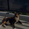 Vaëa participe au concours pour gagner de l'argent avec cette photo : cat, calico, animal, pet, balcony, sunlight, shadow, outdoor, building, window, railing, netting, floor, relaxing, whiskers, paws, daytime, nature, domestic, feline