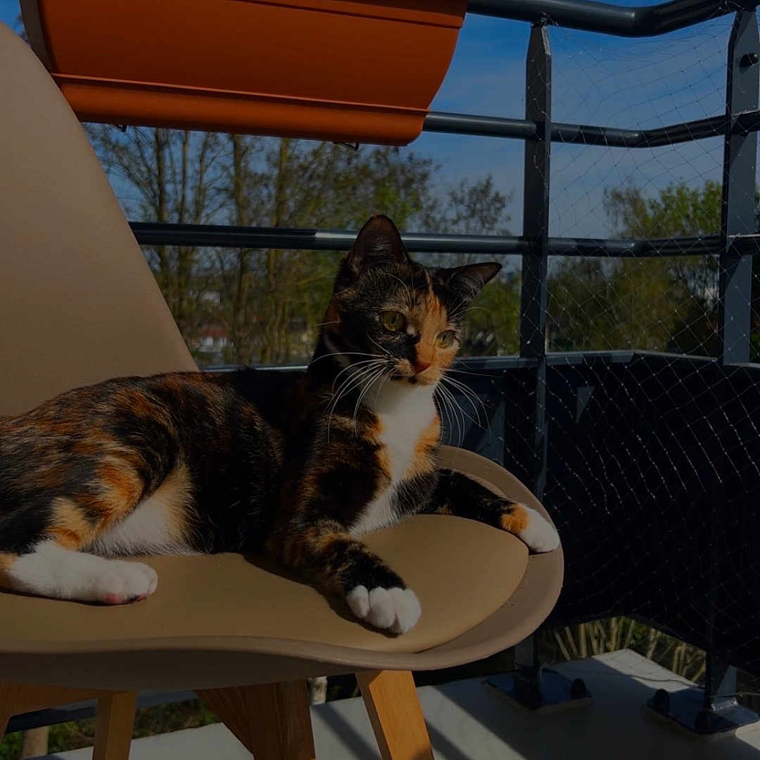 Vaëa a rejoint le concours — aidez-le/la à gagner de superbes lots ! cat, calico_cat, chair, balcony, outdoor, sunlight, plant_pot, railing, blue_sky, tree, shadow, pet, animal, relaxing, feline, daylight, wooden_leg, modern_furniture, nature, resting