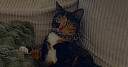 Vaëa a rejoint le concours — aidez-le/la à gagner de superbes lots ! cat, calico_cat, pet, indoor, couch, blanket, furniture, relaxing, animal, paw, pink_paw, green_eyes, curious, cozy, living_room, window, curtains, ribbed_texture, soft_light, domestic