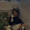 cat, calico_cat, pet, indoor, couch, blanket, furniture, relaxing, animal, paw, pink_paw, green_eyes, curious, cozy, living_room, window, curtains, ribbed_texture, soft_light, domestic