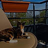 Vaëa participe au concours pour gagner de l'argent avec cette photo : cat, calico_cat, chair, balcony, outdoor, sunlight, shadow, sky, plant_pot, railing, pet, animal, relaxing, wooden_legs, nature, daylight, feline, resting, home, comfortable