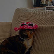 Vaëa participe au concours pour gagner de l'argent avec cette photo : cat, calico_cat, pet, indoor, couch, furniture, hat, pink, heart_shaped, curious, animal, cute, cozy, sitting, feline, domestic_animal, whiskers, ears, paws, relaxed