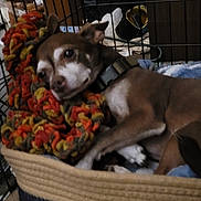 Taz is registered to the contest to win money with this photo: dog, chihuahua, pet, crate, cage, dog_bed, blanket, knit_blanket, collar, basket, resting, cozy, brown_coat, face, closeup, indoor, floor, furniture, fur, sleepy