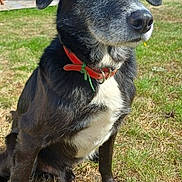 Nuts a rejoint le concours — aidez-le/la à gagner de superbes lots ! dog, black_dog, white_chest, collar, red_collar, grass, outdoor, sunlight, blue_sky, clouds, wooden_structure, pet, animal, sitting, attentive, nature, daytime, portrait, canine, fur