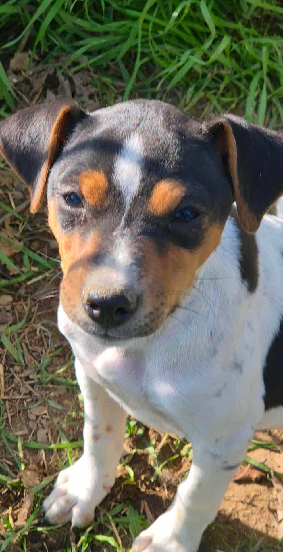 Abby a rejoint le concours — aidez-le/la à gagner de superbes lots ! puppy, dog, grass, outdoor, pet, animal, young, closeup, brown, white, black, ears, nose, face, fur, legs, nature, curious, sunlight, shadow
