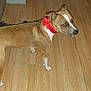 dog, brown_dog, red_collar, bow, wooden_floor, indoor, pet, canine, standing, alert, domestic_animal, flooring, household, animal, mammal, fur, paw, ears, white_markings, looking_away