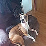 dog, couch, indoor, brown_couch, wooden_floor, black_dog, tan_dog, white_markings, pets, relaxed, two_animals, furniture, home, companion, domestic, animal, seated, looking_away, resting, casual