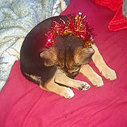 Sacha participe au concours pour gagner de l'argent avec cette photo : puppy, dog, tinsel, red_blanket, blanket, cozy, indoor, fur, cute, pet, sleepy, decorative, festive, animal, small_dog, brown_fur, black_fur, paw, resting, comfort