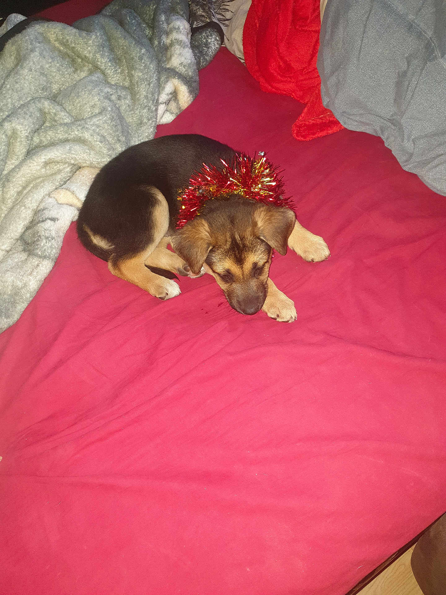 Sacha a rejoint le concours — aidez-le/la à gagner de superbes lots ! puppy, dog, sleeping, bed, blanket, red, tinsel, collar, cozy, indoors, fur, cute, resting, holiday, animal, pet, young, brown, black, sleep